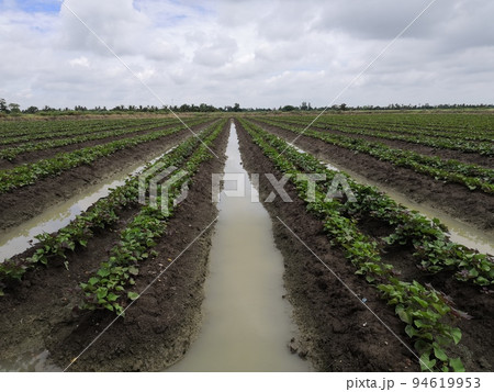 Nature of sweet potatoes plantation, yam farming 94619953