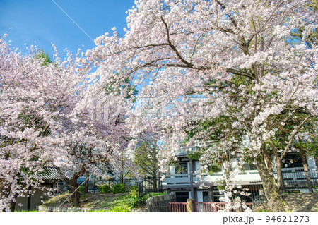 桜と東本願寺2022年 春 桜と東本願寺2022年 春 94621273