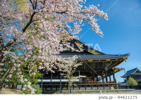 桜と東本願寺2022年　春 94621275