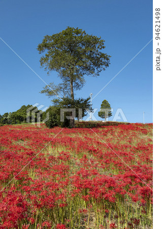 琴海社が丘花園の彼岸花【長崎県長崎市琴海戸根町】 94621498