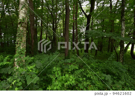 東北 岩手県 滝沢市 雫石町の小岩井農場 東北 岩手県 滝沢市 雫石町の小岩井農場 94621602