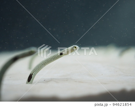 水族館のチンアナゴ 94621854