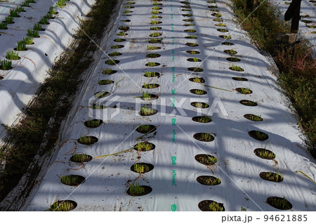 ニラのハウス栽培 94621885