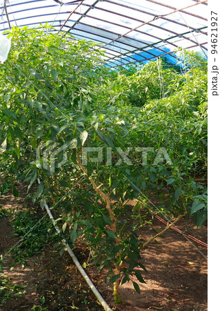 ししとうの栽培　シシトウ 94621927