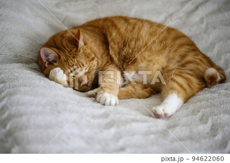 The sleeping red cat put his paw under his head The sleeping red cat put his paw under his head 94622060