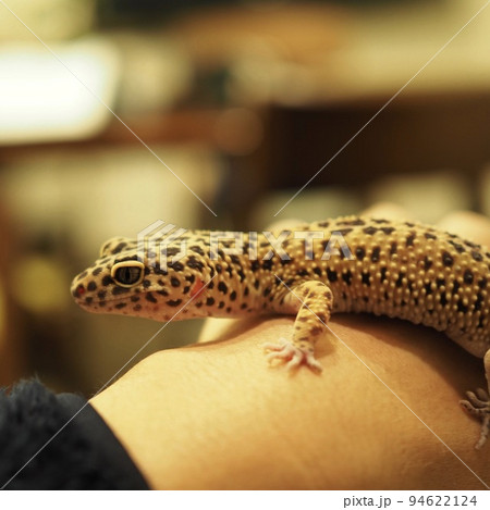 ヒョウモントカゲモドキの散歩 ヒョウモントカゲモドキの散歩 94622124