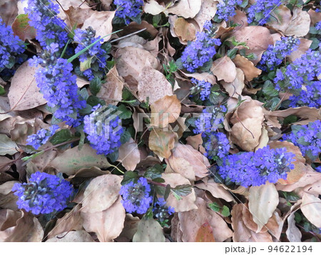 落ち葉と青紫色の花（アジュガ） 94622194