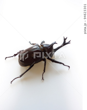 カブトムシ 夏休み 子供 カブトムシ 夏休み 子供 94623301