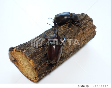 カブトムシ　夏休み　子供 94623337