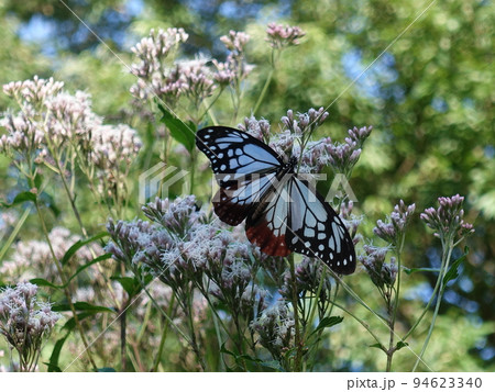 アサギマダラ チョウ 蝶 アサギマダラ チョウ 蝶 94623340