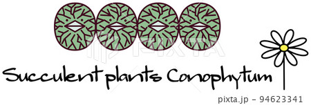 多肉植物 コノフィツム ウィッテベルゲンセ conophytum Wittebergense 挿絵 多肉植物 コノフィツム ウィッテベルゲンセ conophytum Wittebergense 挿絵 94623341