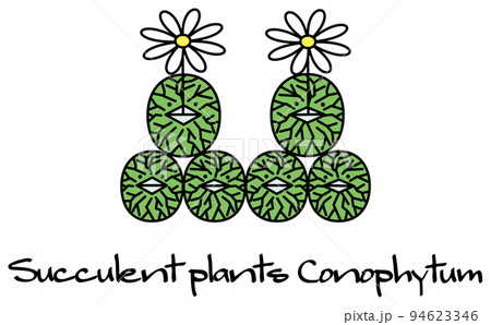 多肉植物 コノフィツム ウィッテベルゲンセ conophytum Wittebergense 挿絵 多肉植物 コノフィツム ウィッテベルゲンセ conophytum Wittebergense 挿絵 94623346