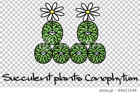 succulent plant conophytum wittebergense conophytum wittebergense illustration 94623346