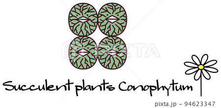 多肉植物 コノフィツム ウィッテベルゲンセ conophytum Wittebergense 挿絵 94623347