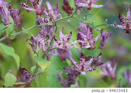 茶花や生け花にも用いられるホトトギスの花 茶花や生け花にも用いられるホトトギスの花 94623483