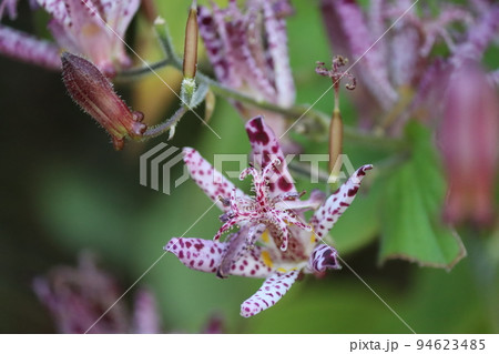 斑点模様の花弁が特徴的なホトトギスの花 94623485