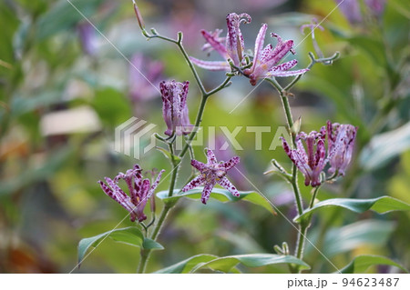 夏の終わりと秋の到来を感じさせる花 夏の終わりと秋の到来を感じさせる花 94623487