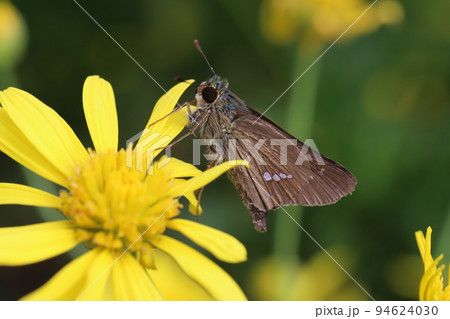 日本の秋の公園に咲くユリオプスデージーの黄色い花の蜜を吸うイチモンジセセリ蝶 日本の秋の公園に咲くユリオプスデージーの黄色い花の蜜を吸うイチモンジセセリ蝶 94624030