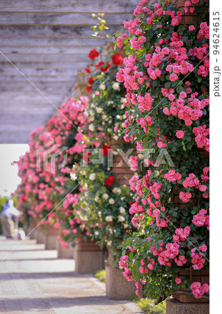 奥まで続く薔薇の花園の写真素材 [94624615] - PIXTA