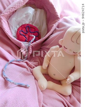 胎児の発育と発達 幸せなパパとママになる 胎児の発育と発達 幸せなパパとママになる 94624714