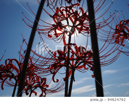 ヒガンバナ ヒガンバナ 94624762