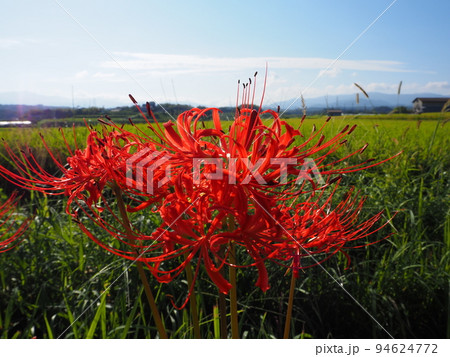 ヒガンバナ 94624772