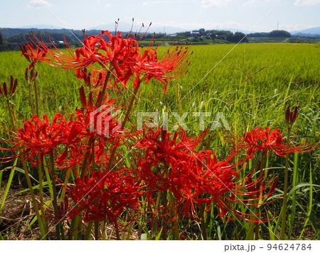 ヒガンバナ 94624784