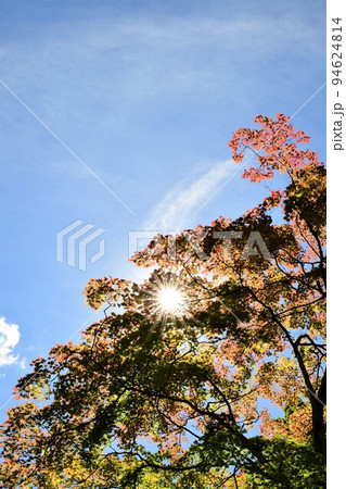 青空と紅葉と太陽 青空と紅葉と太陽 94624814