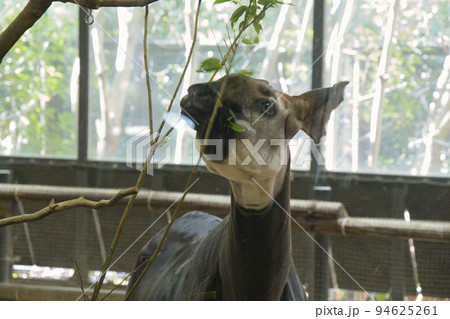 横浜動物園のオカピ 横浜動物園のオカピ 94625261