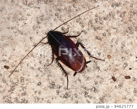 ゴキブリ 94625777