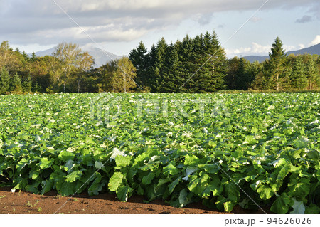 秋の北海道留寿都村でゴボウ畑の朝の風景を撮影 94626026
