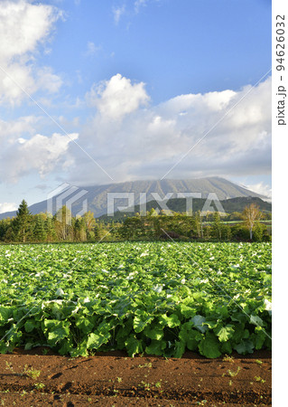 秋の北海道留寿都村でゴボウ畑の朝の風景を撮影 94626032
