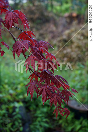 雨に濡れるモミジの葉 94626226