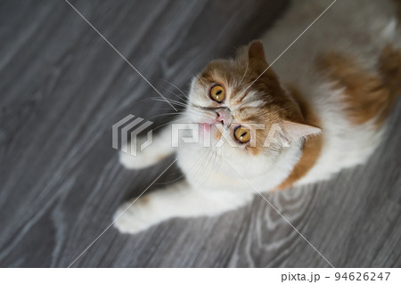 Top view of brown yellow exotic shorthair cat on wooden floor Top view of brown yellow exotic shorthair cat on wooden floor 94626247