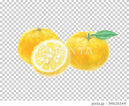 Yuzu illustration drawn with watercolors Yuzu illustration drawn with watercolors 94626344