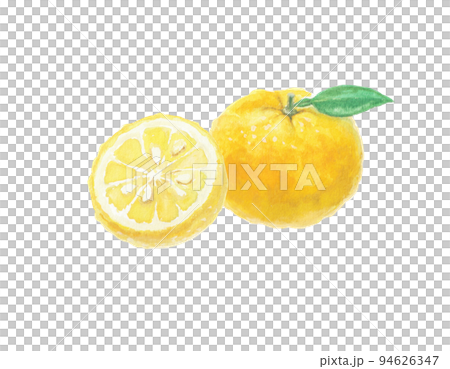 用水彩畫的柚子插圖 用水彩畫的柚子插圖 94626347