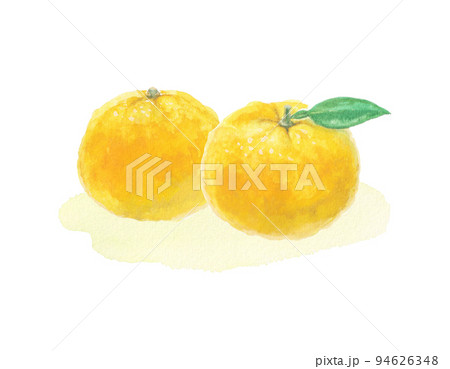 水彩絵の具で描いた柚子イラスト 94626348