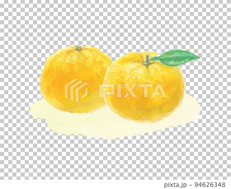 水彩絵の具で描いた柚子イラスト 94626348