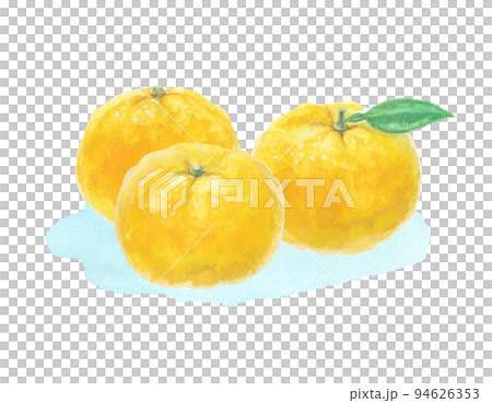 Yuzu illustration drawn with watercolors Yuzu illustration drawn with watercolors 94626353