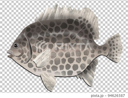 Illustration of Isono King Ishidai that is delicious to eat 94626387