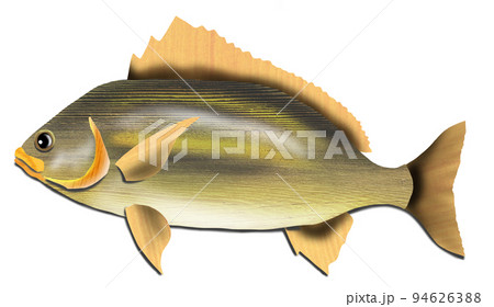夏に美味しい魚イサキのイラスト 94626388