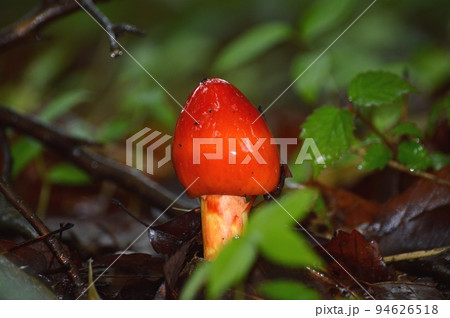 タマゴタケ 94626518