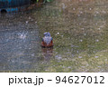 雨を浴びるイソヒヨドリ 94627012