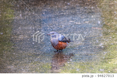 雨の中のイソヒヨドリ 雨の中のイソヒヨドリ 94627013