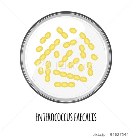 The human microbiome of enterococcus faecalis in a petri dish. Vector image. Bifidobacteria, lactobacilli. Lactic acid bacteria. Illustration in a flat style. 94627544