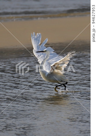 野鳥 鳥 鳥類 94627953