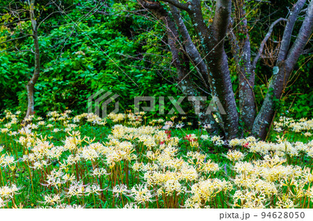 鉢巻山のヒガンバナ　【長崎県大村市】 94628050
