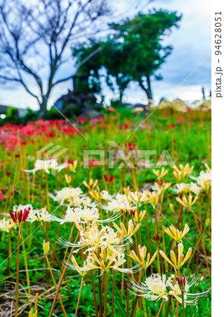 鉢巻山のヒガンバナ　【長崎県大村市】 94628051