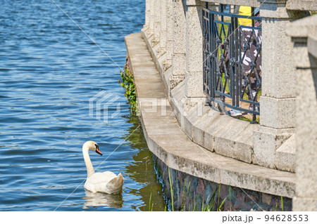 White Swan in the pond of Kaliningrad in the daytime in summer. White Swan in the pond of Kaliningrad in the daytime in summer. 94628553