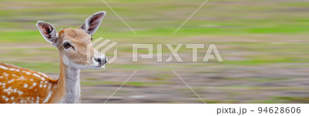 Spotted deer on green field. The chital or cheetal, also known as spotted deer or axis deer. 94628606